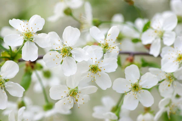 Våren cherry — Stockfoto