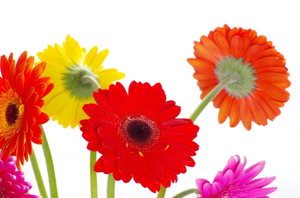 Renkli çiçekler — Stok fotoğraf