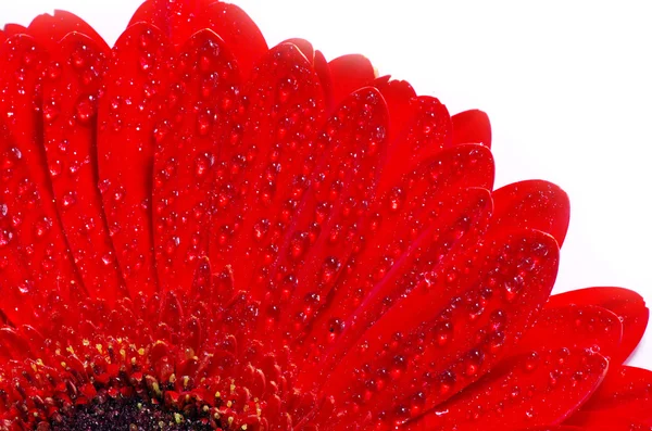 ガーベラの花 — ストック写真