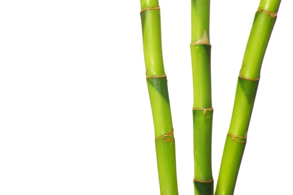 Bambou vert — Photo