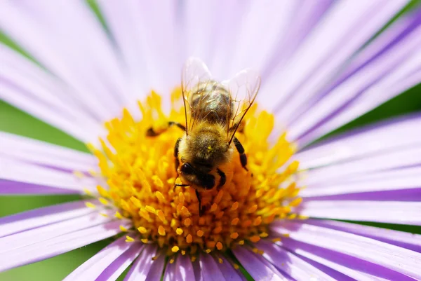 Квітка та бджола — стокове фото