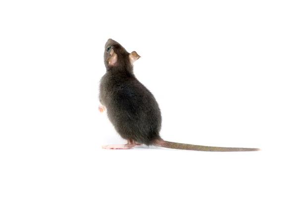 Rata sobre blanco —  Fotos de Stock