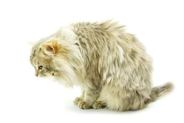 Katt på vit — Stockfoto