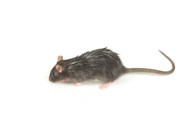 Rat på vit — Stockfoto