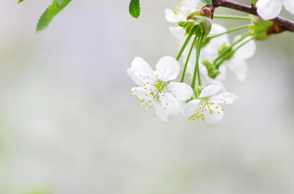 Körsbär blommor — Stockfoto