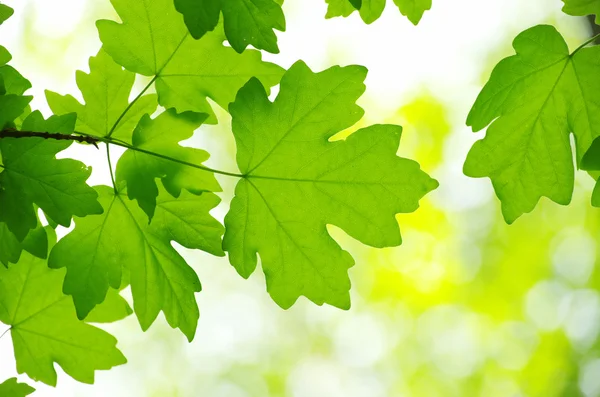 Green leaves — Stock Photo, Image