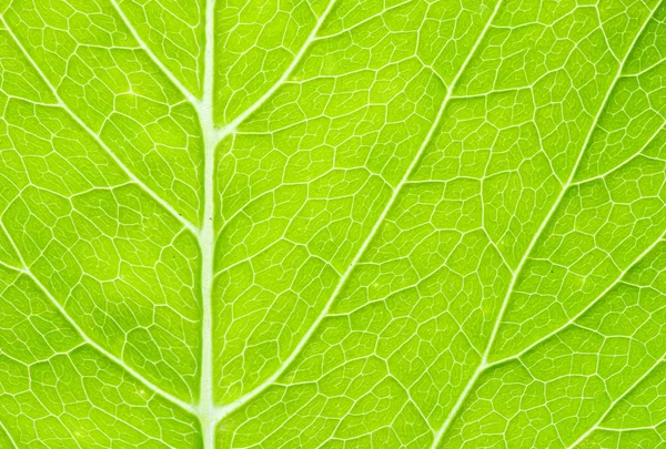 Leaf background — Stock Photo, Image
