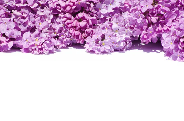 Kwiat liliowy — Zdjęcie stockowe