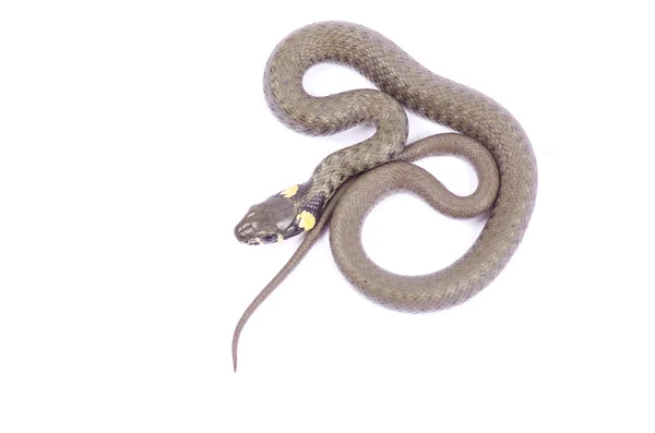 Змея на белый — стоковое фото