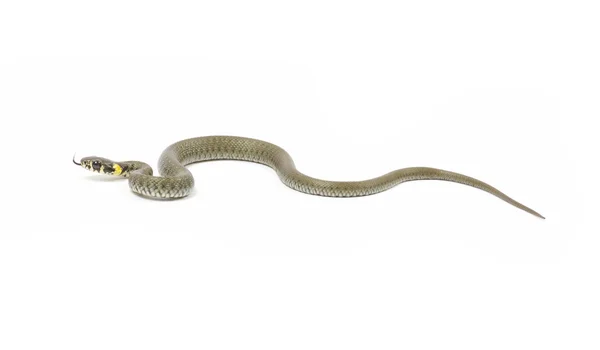 Snake on white — Stock Photo, Image