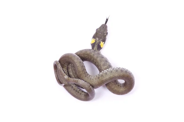 Snake op wit — Stockfoto