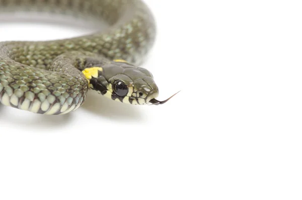 Змея на белом — стоковое фото