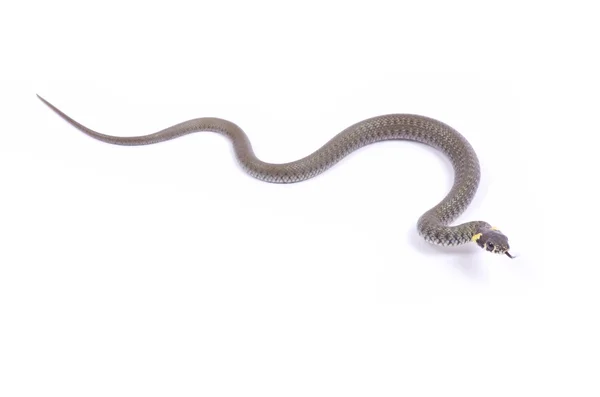Cobra em branco — Fotografia de Stock