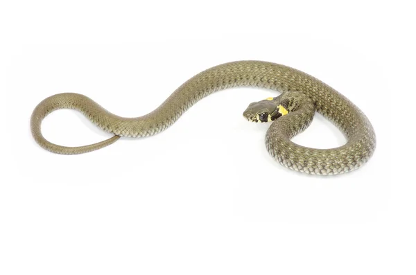 Змея на белом — стоковое фото