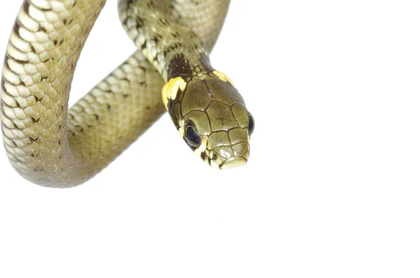 Beyaz yılan — Stok fotoğraf