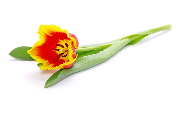 Tulipán fehéren — Stock Fotó