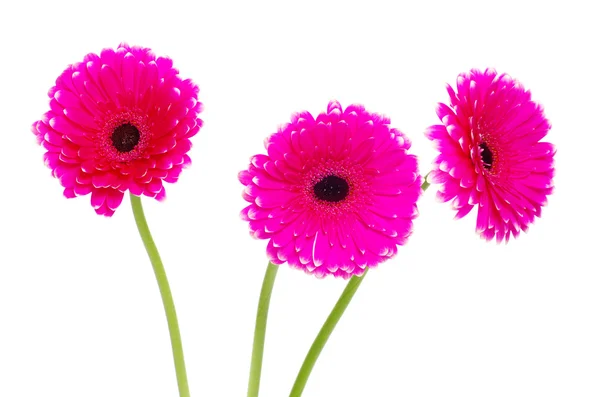 Gerbera — Stockfoto