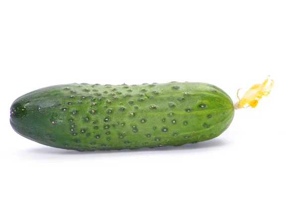 Cucumber on the white — Stock Photo, Image