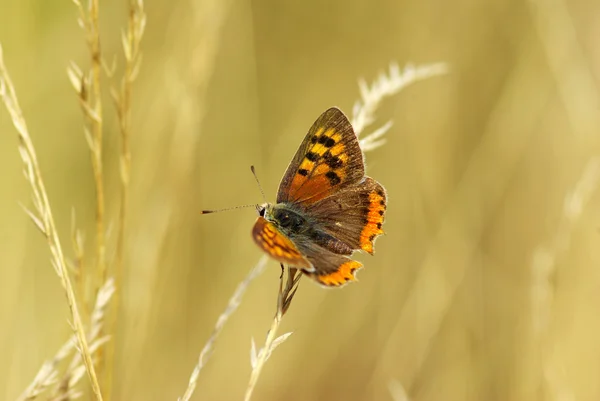 Butterfly on a green — Stock Photo, Image
