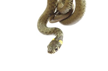 Snake on white clipart