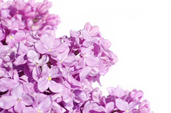 Kwiat liliowy — Zdjęcie stockowe