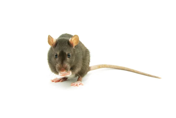 Rato em um branco — Fotografia de Stock