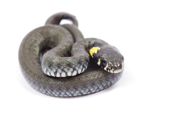 Snake on white — Stock Photo, Image