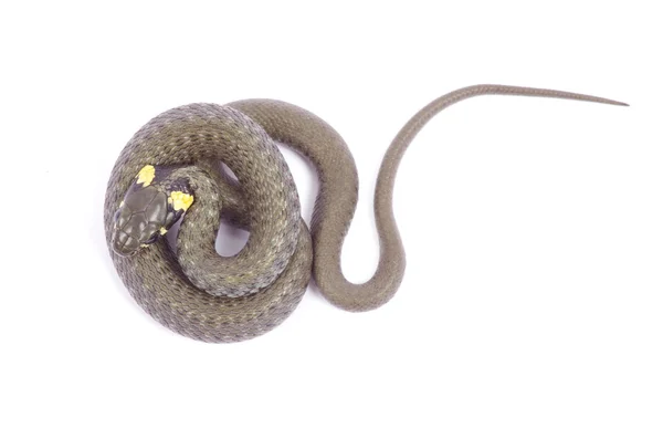 Змея на белый — стоковое фото
