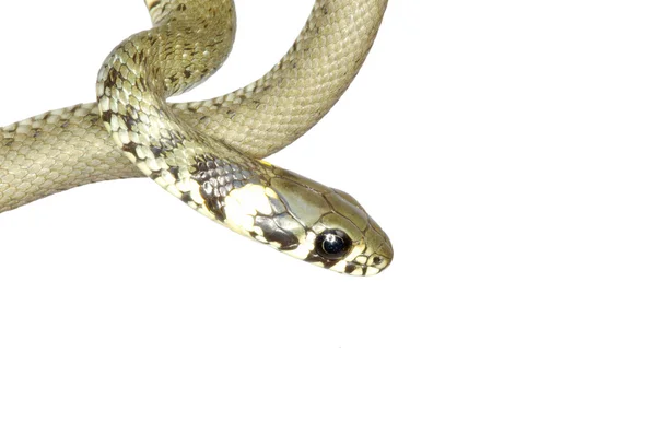 Cobra em um branco — Fotografia de Stock