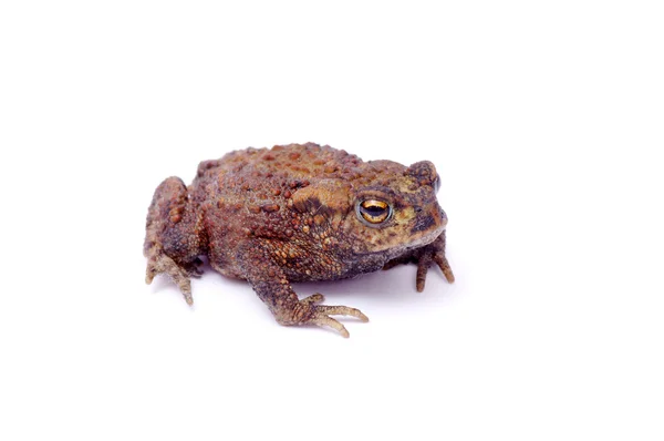 Frog on a white — Stock Photo, Image