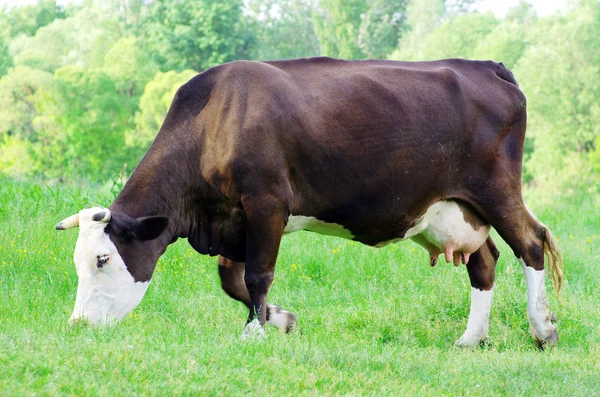 Vaca en el prado —  Fotos de Stock