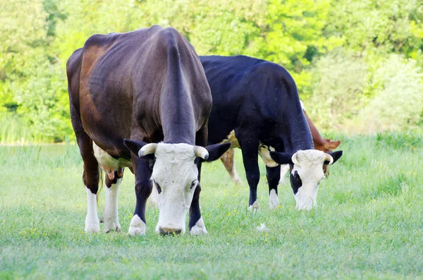 Mucche sul prato — Foto Stock