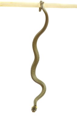 Snake on white clipart