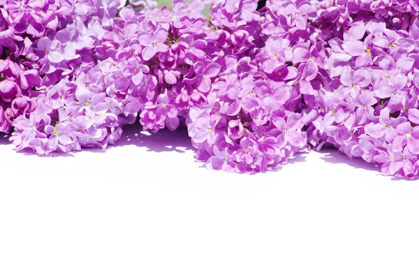 ライラックの花 — ストック写真