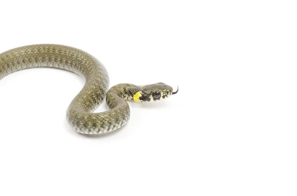 Serpiente sobre blanco —  Fotos de Stock