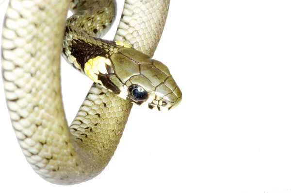 Φίδι σε λευκό — Φωτογραφία Αρχείου
