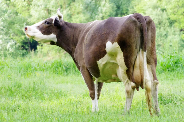 Koe op weide — Stockfoto