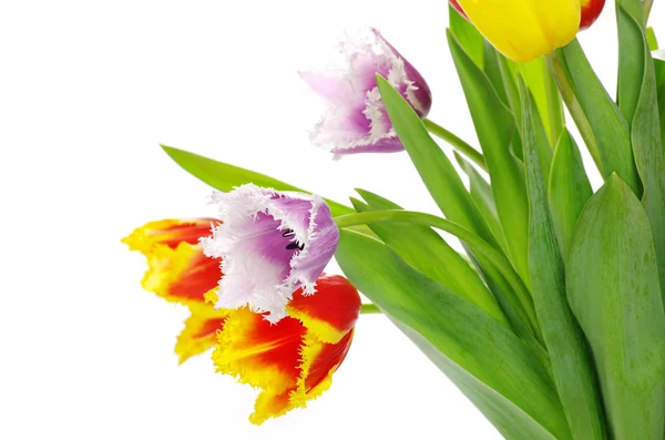 Tulpen auf Weiß — Stockfoto