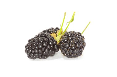 Blackberry