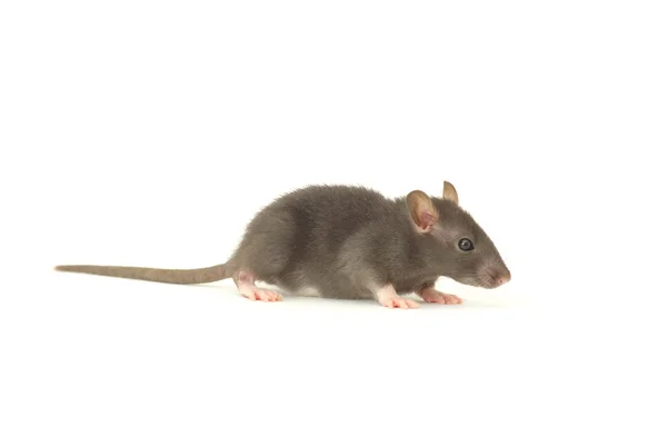 Rata sobre blanco — Foto de Stock