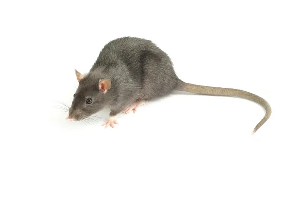 Rata sobre blanco — Foto de Stock