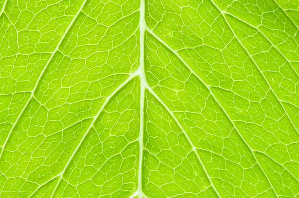 Structure of leaf — Stock Photo, Image
