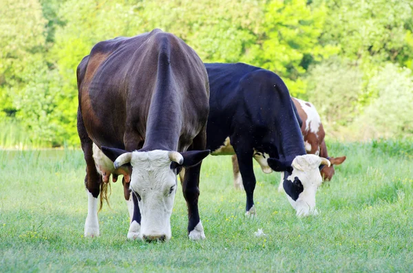 Koeien op de weide — Stockfoto