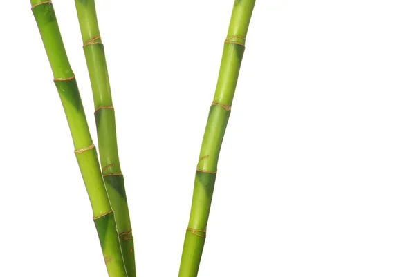 Bambú verde —  Fotos de Stock