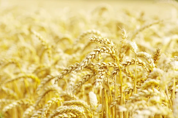 Gouden tarwe — Stockfoto