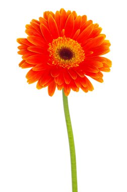 Gerbera clipart