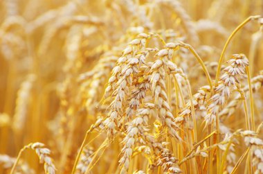 Wheat field clipart