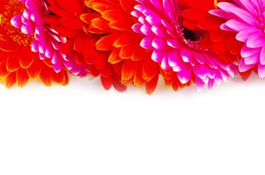 gerbera çiçek