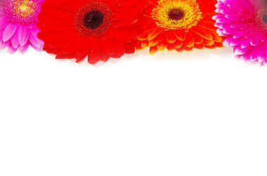 gerbera çiçek