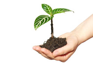 Plant between hands clipart